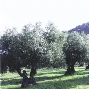 EL OLIVAR ECOLOGICO Moderno
